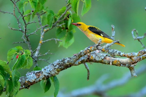 Eurasian Golden Oriole (Oriolus oriolus) male feeding on Black mulberry (Morus nigra) berries,