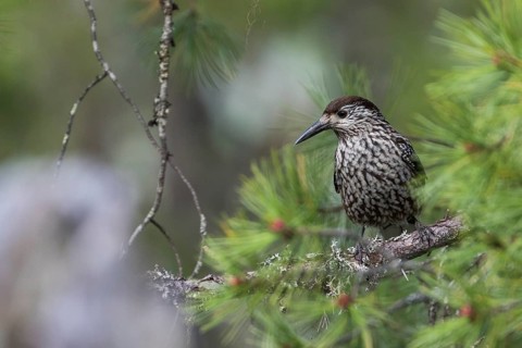 Nutcracker - Tannenhäher - Nucifraga caryocatactes ssp. caryocatactes, Russia (Ural), adult