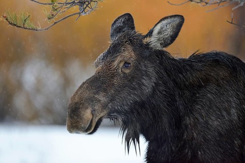 Moose (Alces alces) close-up of female, Grand Teton National Park, USA