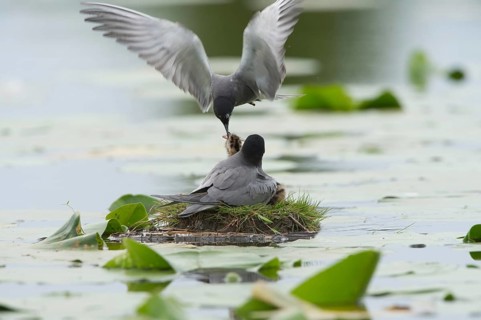 Black Tern (Chlidonias niger) feeding of juvenile, Schleswig-Holstein, Germany
