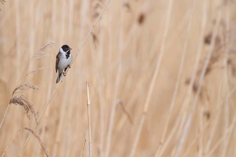 Reed Bunting - Rohrammer - Emberiza schoeniclus ssp. schoeniclus, Germany, adult male