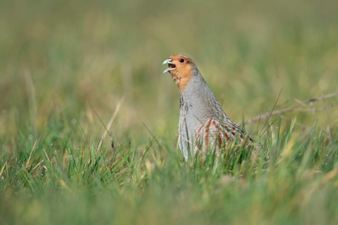 Grey Partridge (Perdix perdix) perched in field, North Rhine-Westphalia, Germany