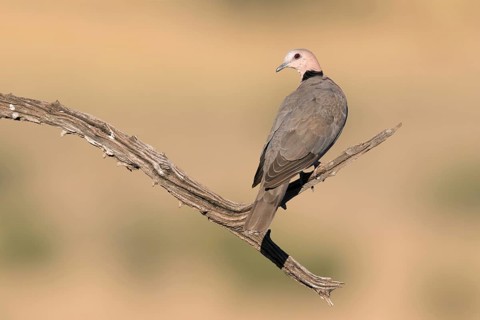 Kaapse tortelduif, Cape Turtle Dove, Streptopelia capicola