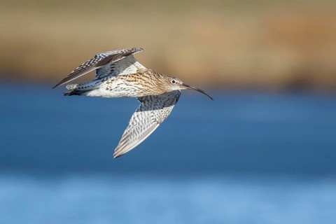 Eurasian Curlew (Numenius arquata) male flying, Netherlands