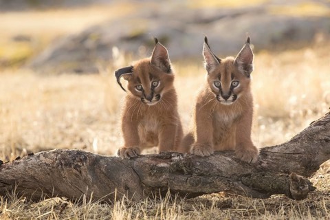 Caracal (Caracal caracal) two cubs on tree trunk, Castile-La Mancha, Spain