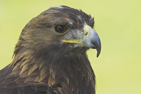 Golden Eagle (Aquila chrysaetos), Alberta, Canada