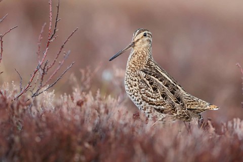Great Snipe (Gallinago media), Buskerud, Norway