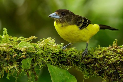 Lemon-rumped Tanager (Ramphocelus icternotus) perched on a branch in the Andes mountains of