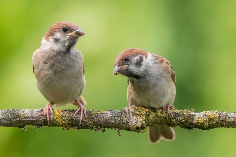 Eurasian Tree Sparrow (Passer montanus) juveniles perched on a branch, Lower Saxony, Germany
