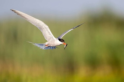 Common Tern (Sterna hirundo) flying with fish prey in beak, Danube Delta, Romania