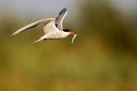 Common Tern (Sterna hirundo) flying with fish prey in beak, Danube Delta, Romania
