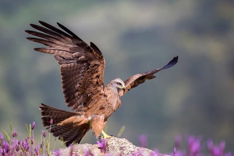 Black Kite (Milvus migrans) landing, Madrid, Spain