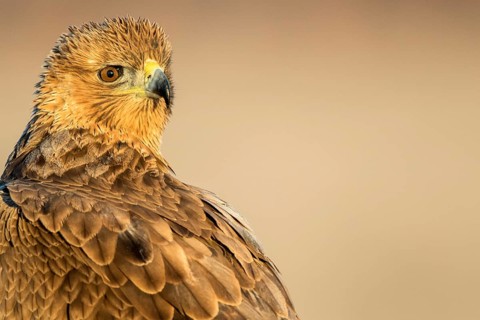 Bonelli's Eagle (Aquila fasciata) juvenile, Castile-La Mancha, Spain