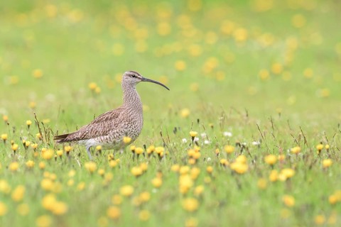 Whimbrel (Numenius phaeopus) on flowering meadow, Iceland