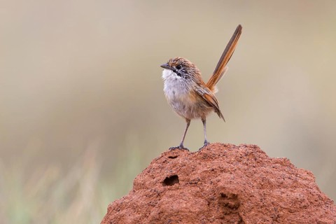 Striated Grasswren (Amytornis striatus rowleyi), Queensland, Australia