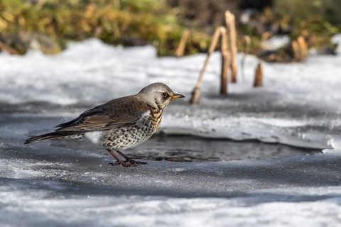 Fieldfare (Turdus pilaris) on an icehole, Mecklenburg-Western Pomerania, Germany