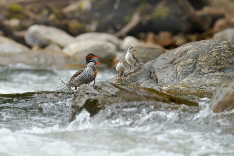 Torrent duck, Merganetta armata, pair of bird with young in mountain river with stone. Rare duck