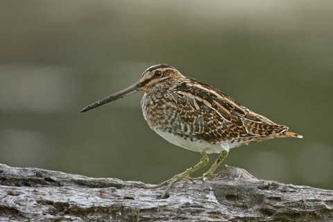 Common Snipe (Gallinago gallinago) male, Saxony, Germany