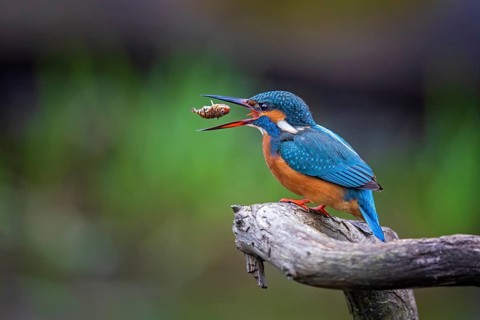 Common Kingfisher (Alcedo atthis) female perched on a branch, Saxony-Anhalt, Germany