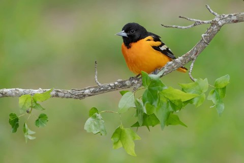 Baltimore Oriole (Icterus galbula) male, Texas, USA