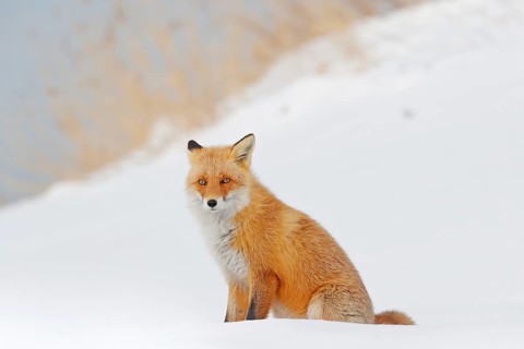 Red fox in white snow. Beautiful orange coat animal nature. Wildlife Europe. Detail close-up