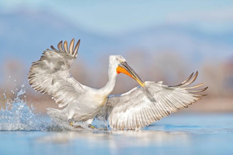 Dalmatian pelican, Pelecanus crispus, landing in Lake Kerkini, Greece. Pelican with open wings.