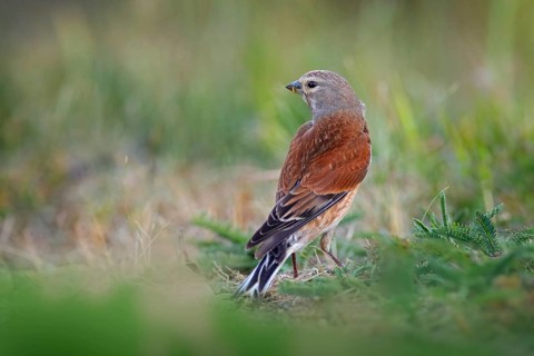 Carduelis cannabinam Common Linnet in the nature habitat. Brown Bird with grey head sitting in the