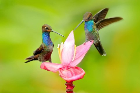 Hummingbird with flower. Rufous-gaped Hillstar, Urochroa bougueri, on ping flower, green and yellow