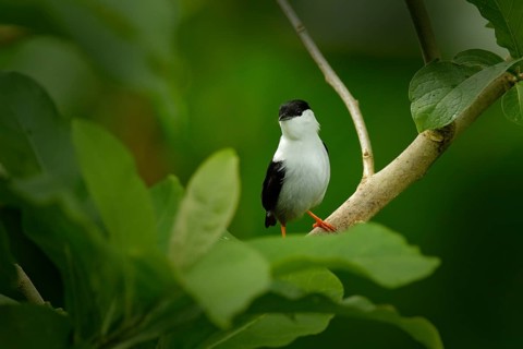 White-bearded Manakin, Manacus manacus, rare bird, Trinidad, Central America. Forest bird, wildlife