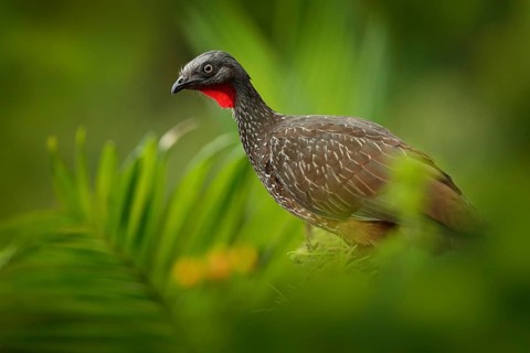 Band-tailed Guan, Penelope argyrotis, rare bird from dark forest Santa Marta mountain, Colombia.