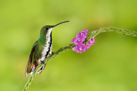 Hummingbird Green-breasted Mango sitting on pink flower. Wild tropic bird in the nature habitat,