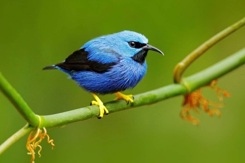 Shining Honeycreeper, Cyanerpes lucidus, exotic tropic blue tanager with yellow leg, Costa Rica.