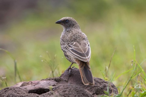 Rufous-tailed Weaver (Histurgops ruficauda) perched on a rock, Ngorongoro, Tanzania