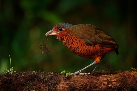 Giant antpitta, Grallaria gigantea, bird family Grallariidae, from Colombia, Ecuador and far
