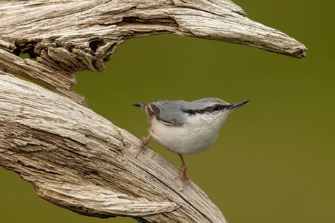 Eurasian Nuthatch (Sitta europaea), Smaland, Sweden