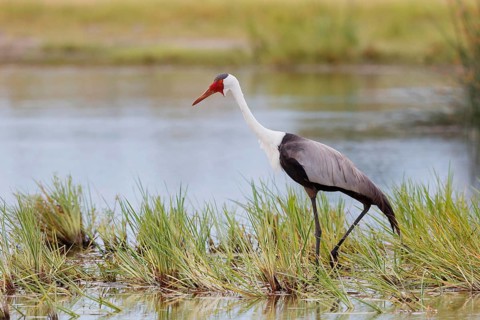 Wattled Crane, Grus carunculata, Botswana, Chobe NP