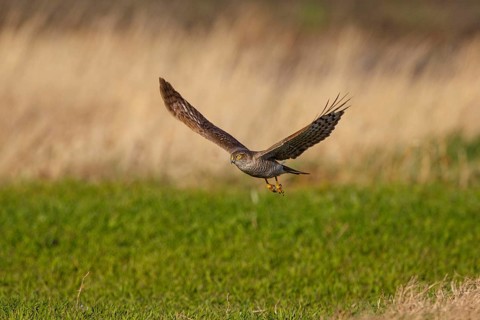 Eurasian Sparrowhawk (Accipiter nisus) flying, Austria