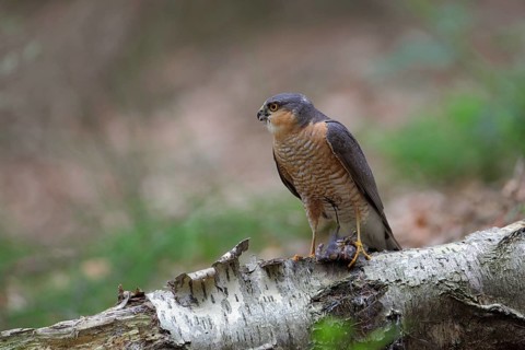 Sperber; lat. Accipiter nisus; Männchen mit gerupftem Kleinvogel am Beuteübergabeplatz ruft sein