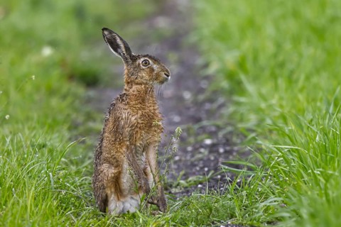 European Hare (Lepus europaeus) sitting in cereal field, North Rhine-Westphalia, Germany