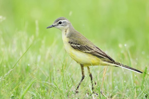 Western Yellow Wagtail (Motacilla flava), Burgenland, Austria
