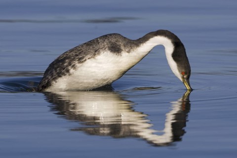 Western Grebe (Aechmophorus occidentalis), British Columbia, Canada
