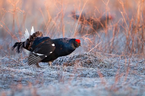Black Grouse (Lyrurus tetrix) male, Nizhegorodskaya, Russia