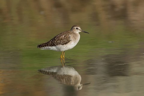 Wood Sandpiper (Tringa glareola), Gambia