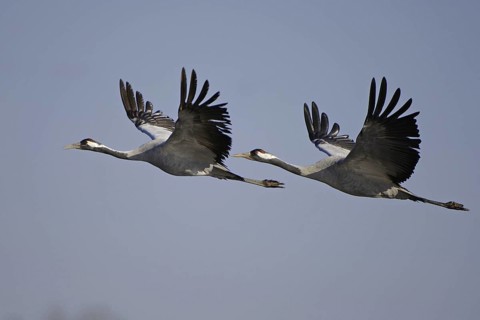 Common Crane (Grus grus) flying, Vaestergoetland, Sweden
