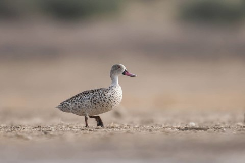 Cape Teal (Anas capensis), Northern Cape, South Africa