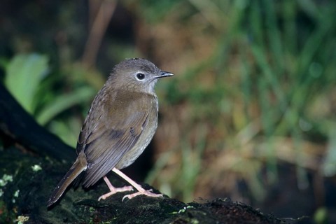 Puaiohi, Small Kauai Thrush, Myadestes palmeri, endangered