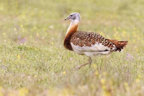 Great Bustard (Otis tarda), Castile, Spain