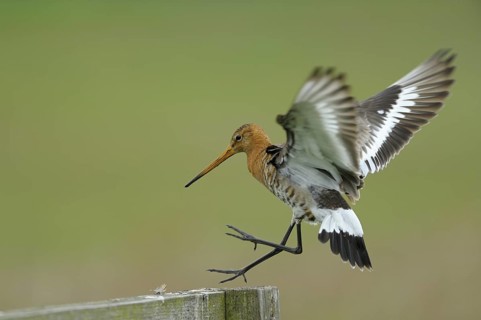 Uferschnepfe (Limosa limosa), Black-tailed Godwit, landender Altvogel auf Sitzwarte, Mai, Nijkerk,