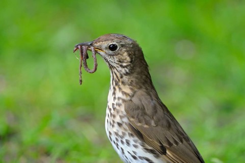 Singdrossel (Turdus philomelos), Song Thrush, Altvogel bei der Futtersuche, mit Wuermern im
