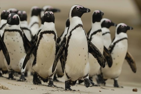 African Penguin (Spheniscus demersus), Boulders Beach, South Africa